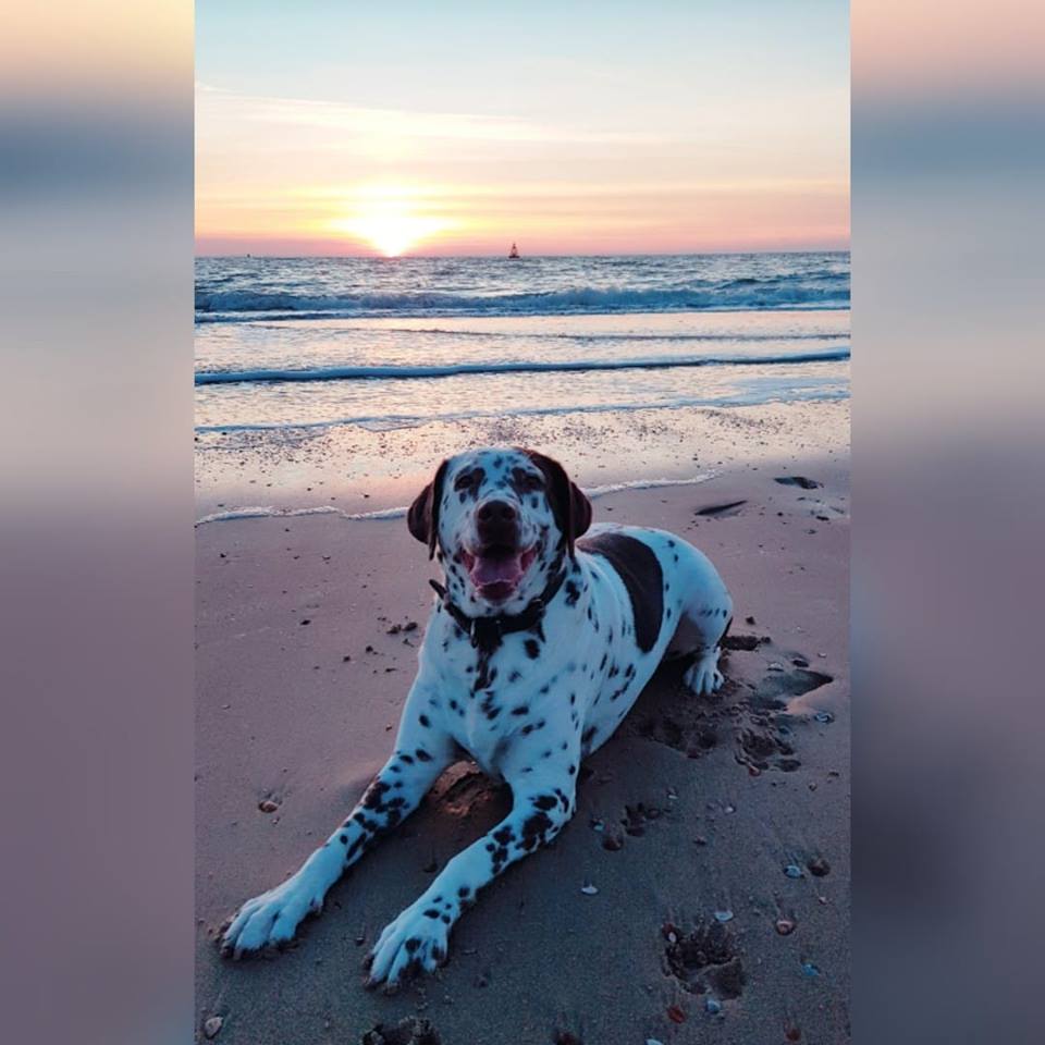 hond bij zonsondergang